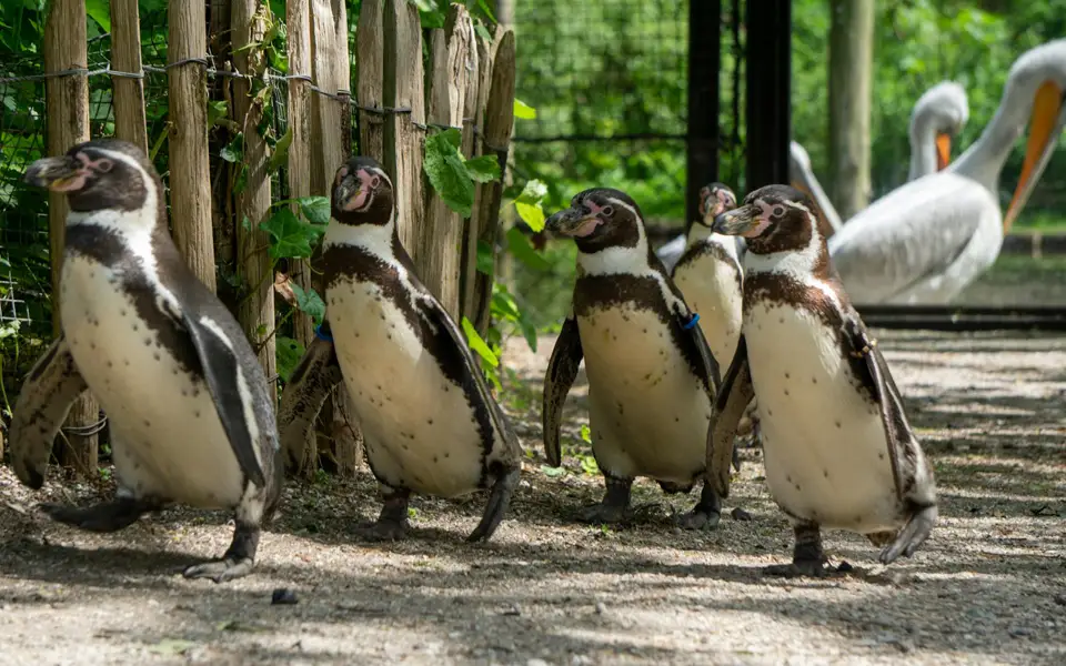Penguin March event at Kansas City Zoo and Aquarium in April 2026
